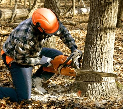 Tree Removal in Brethren, MI